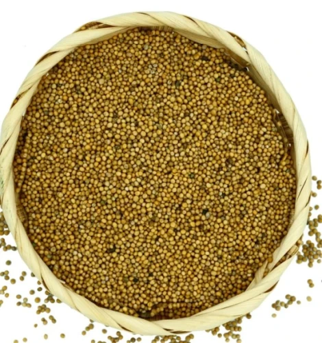 Gorczyca z góry.webp